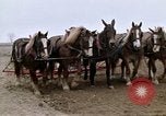 Image of Farmer with horses and mules plows field New York United States USA, 1970, second 41 stock footage video 65675040536