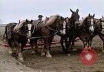Image of Farmer with horses and mules plows field New York United States USA, 1970, second 42 stock footage video 65675040536
