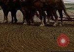 Image of Farmer with horses and mules plows field New York United States USA, 1970, second 50 stock footage video 65675040536