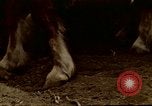 Image of Farmer with horses and mules plows field New York United States USA, 1970, second 59 stock footage video 65675040536