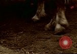 Image of Farmer with horses and mules plows field New York United States USA, 1970, second 60 stock footage video 65675040536