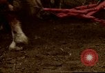 Image of Farmer with horses and mules plows field New York United States USA, 1970, second 61 stock footage video 65675040536