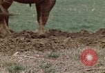 Image of Horse drawn plow New York United States USA, 1970, second 24 stock footage video 65675040541