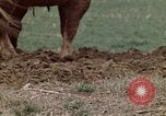 Image of Horse drawn plow New York United States USA, 1970, second 25 stock footage video 65675040541