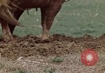 Image of Horse drawn plow New York United States USA, 1970, second 26 stock footage video 65675040541