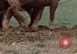 Image of Horse drawn plow New York United States USA, 1970, second 27 stock footage video 65675040541