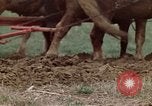 Image of Horse drawn plow New York United States USA, 1970, second 28 stock footage video 65675040541