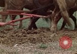 Image of Horse drawn plow New York United States USA, 1970, second 29 stock footage video 65675040541