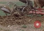 Image of Horse drawn plow New York United States USA, 1970, second 32 stock footage video 65675040541