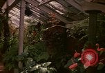 Image serre Kingston Jamaïque, 1972, de la seconde 42 séquences d'archives historiques vidéo 65675040555