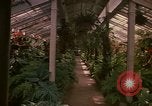 Image serre Kingston Jamaïque, 1972, de la seconde 48 séquences d'archives historiques vidéo 65675040555