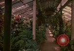 Image serre Kingston Jamaïque, 1972, de la seconde 49 séquences d'archives historiques vidéo 65675040555