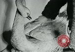 Image of various small curios Paris France, 1947, second 12 stock footage video 65675040653