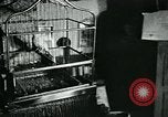 Standbild Opoe Herfst Holland Niederlande, 1947, aus Sekunde 31 historischem Filmmaterial Videoclip 65675040654