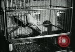 Standbild Opoe Herfst Holland Niederlande, 1947, aus Sekunde 33 historischem Filmmaterial Videoclip 65675040654