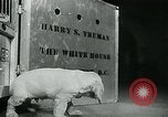 Image of Feller Washington DC USA, 1947, second 9 stock footage video 65675040656