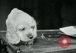 Image of Feller Washington DC USA, 1947, second 22 stock footage video 65675040656