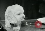 Image of Feller Washington DC USA, 1947, second 23 stock footage video 65675040656