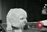 Image of Feller Washington DC USA, 1947, second 24 stock footage video 65675040656