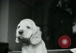 Image of Feller Washington DC USA, 1947, second 26 stock footage video 65675040656