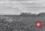Image of US Navy fleet readiness exercises in the Pacific theater Pacific Ocean, 1925, second 46 stock footage video 65675040706