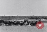 Image of Horse buyers Chincoteague Island Virginia USA, 1931, second 12 stock footage video 65675040715