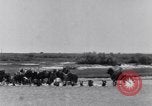 Image of Horse buyers Chincoteague Island Virginia USA, 1931, second 14 stock footage video 65675040715