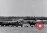 Image of Horse buyers Chincoteague Island Virginia USA, 1931, second 15 stock footage video 65675040715