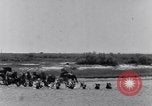 Image of Horse buyers Chincoteague Island Virginia USA, 1931, second 17 stock footage video 65675040715