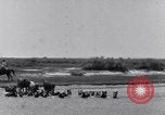 Image of Horse buyers Chincoteague Island Virginia USA, 1931, second 20 stock footage video 65675040715