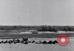 Image of Horse buyers Chincoteague Island Virginia USA, 1931, second 22 stock footage video 65675040715