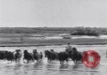 Image of Horse buyers Chincoteague Island Virginia USA, 1931, second 31 stock footage video 65675040715