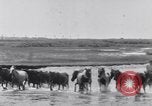 Image of Horse buyers Chincoteague Island Virginia USA, 1931, second 32 stock footage video 65675040715