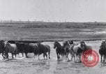 Image of Horse buyers Chincoteague Island Virginia USA, 1931, second 33 stock footage video 65675040715