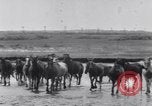 Image of Horse buyers Chincoteague Island Virginia USA, 1931, second 35 stock footage video 65675040715