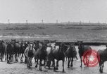 Image of Horse buyers Chincoteague Island Virginia USA, 1931, second 36 stock footage video 65675040715