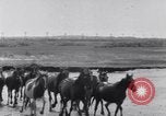 Image of Horse buyers Chincoteague Island Virginia USA, 1931, second 37 stock footage video 65675040715