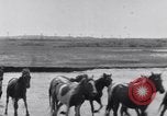 Image of Horse buyers Chincoteague Island Virginia USA, 1931, second 38 stock footage video 65675040715