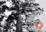 Image Parc national de Yosemite pendant la Seconde Guerre mondiale California United States USA, 1943, de la seconde 37 séquences d'archives historiques vidéo 65675040770