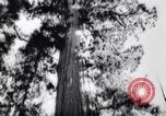 Image Parc national de Yosemite pendant la Seconde Guerre mondiale California United States USA, 1943, de la seconde 38 séquences d'archives historiques vidéo 65675040770