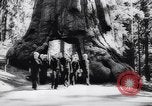 Image Parc national de Yosemite pendant la Seconde Guerre mondiale California United States USA, 1943, de la seconde 48 séquences d'archives historiques vidéo 65675040770