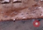 Standbild strafing Pacific Theater, 1943, aus Sekunde 40 historischem Filmmaterial Videoclip 65675040817