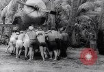 Image of Pacific Islanders in dugout canoes Pacific Theater, 1942, second 52 stock footage video 65675040839