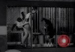 Immagine di Gli scimpanzé Roma Italia, 1962, secondo 6 filmato di repertorio 65675040906