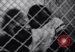Immagine di Gli scimpanzé Roma Italia, 1962, secondo 24 filmato di repertorio 65675040906