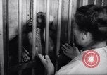 Immagine di Gli scimpanzé Roma Italia, 1962, secondo 27 filmato di repertorio 65675040906