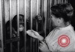Immagine di Gli scimpanzé Roma Italia, 1962, secondo 36 filmato di repertorio 65675040906