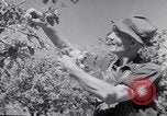 Immagine di Tacchini Wawawai Washington United States USA, 1942, secondo 22 filmato di repertorio 65675040914