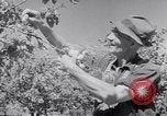 Immagine di Tacchini Wawawai Washington United States USA, 1942, secondo 23 filmato di repertorio 65675040914
