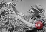 Immagine di Tacchini Wawawai Washington United States USA, 1942, secondo 24 filmato di repertorio 65675040914
